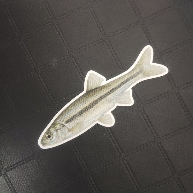 Premium vinyl die cut fish sticker by InkBird Print Studio on black grid surface; vivid lifelike details, weatherproof adhesive. Printed for Good Days Marina