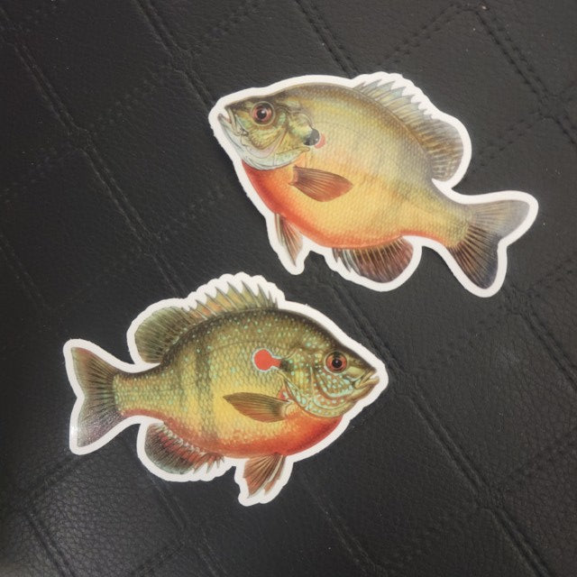 InkBird Print Studio vinyl die cut stickers of lifelike orange-green sunfish on black; weatherproof adhesive, approx. 3 inches wide. Printed for Good Days Marina