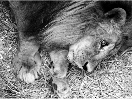 "King" & "Queen", Photography by Claire Davis