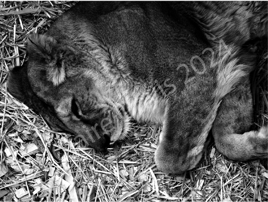"King" & "Queen", Photography by Claire Davis