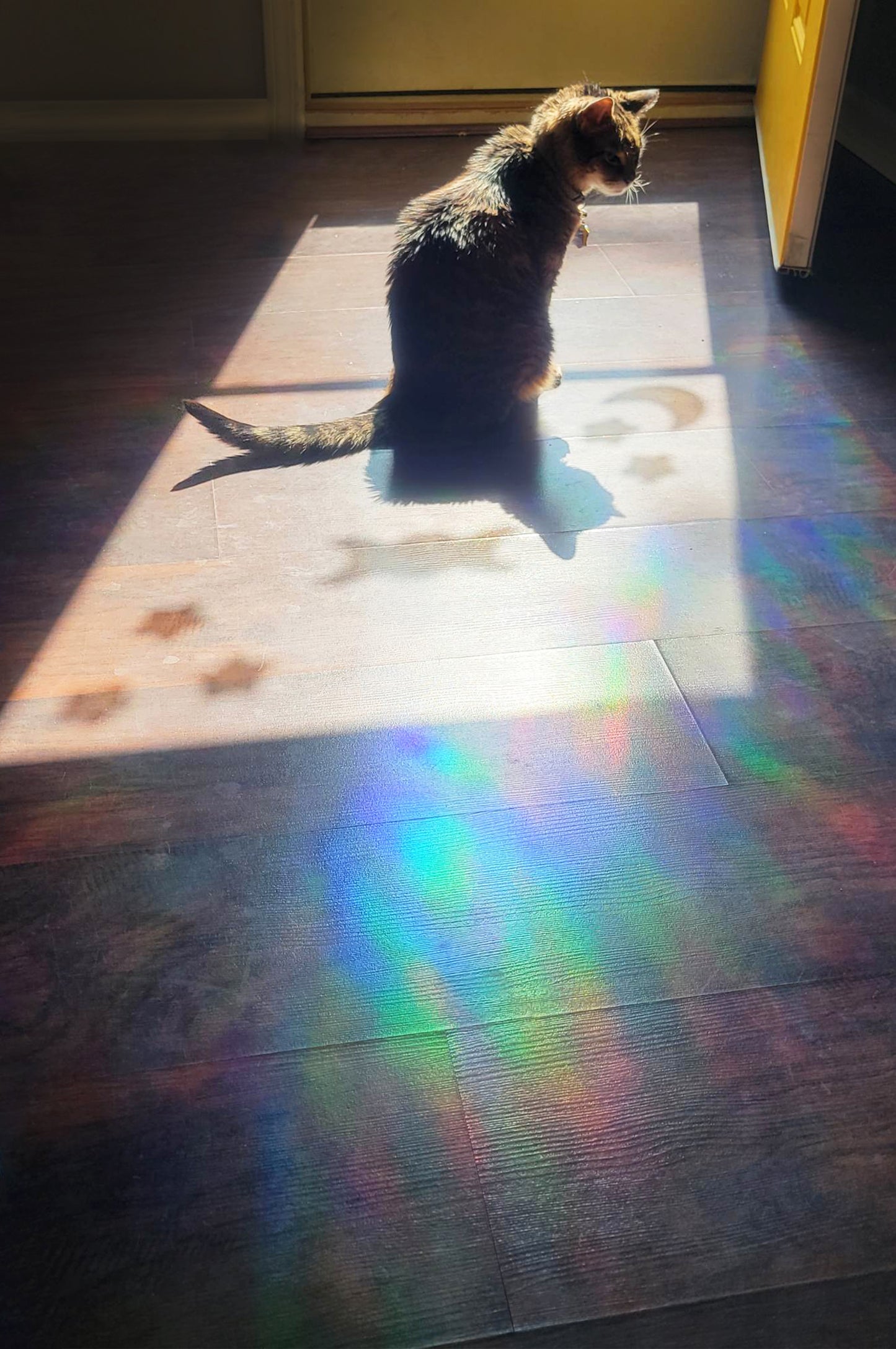 A cat sits in the rainbow sunbeam cast by the suncatcher window clings on the window. Moon and Stars Window Clings by InkBird Print Studio.