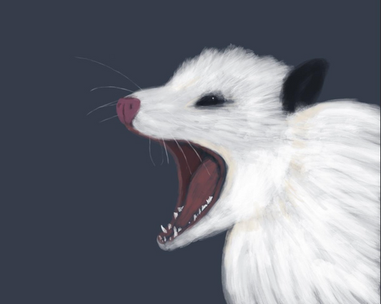 Angry Possum by Claire Davis